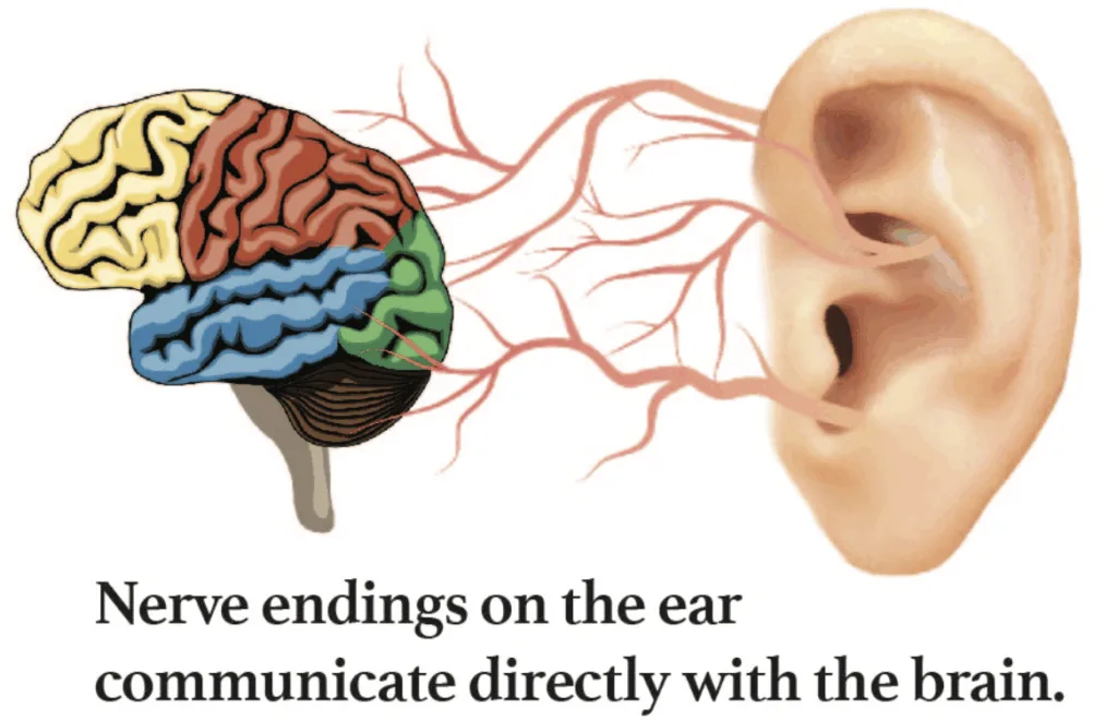 image depicting nerve branches of the ear